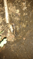 Plethodon hubrichti