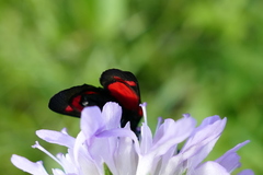 Zygaena angelicae