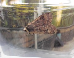 Noctua pronuba