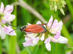 Zygaena rubicundus