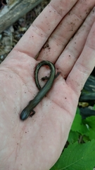 Plethodon hubrichti