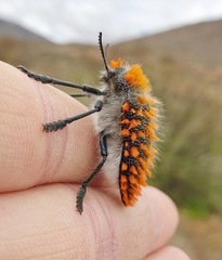 Julodis cirrosa hirtiventris