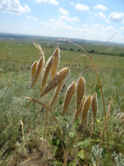 Bromus squarrosus villosus