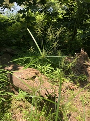 Cyperus refractus