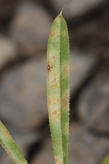 Puccinia difformis
