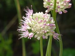 Allium lineare