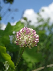 Allium lineare