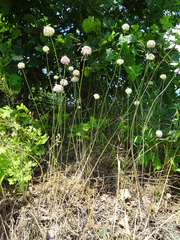 Allium lineare