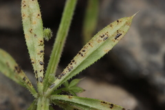 Puccinia difformis