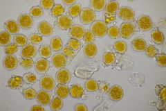 Puccinia difformis