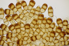 Puccinia difformis