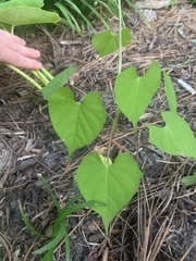 Magnoliopsida