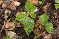Pucciniastrum circaeae