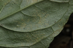 Pucciniastrum circaeae