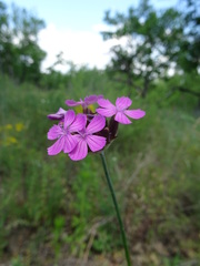 Dianthus andrzejowskianus