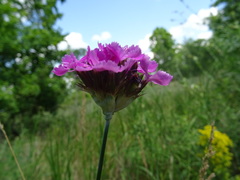 Dianthus andrzejowskianus