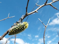 Julodis fascicularis