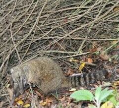 Nasua olivacea