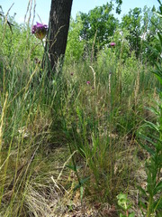 Dianthus andrzejowskianus