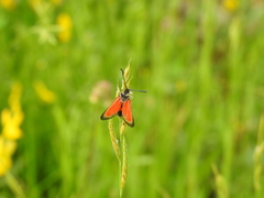 Zygaena rubicundus