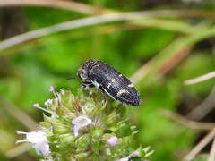 Acmaeoderella flavofasciata flavofasciata