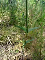 Dianthus andrzejowskianus