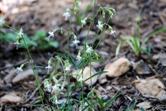 Silene lemmonii