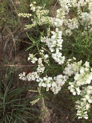 Polygonella americana