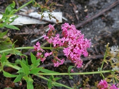 Centranthus ruber