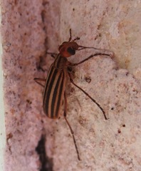Epicauta vittata
