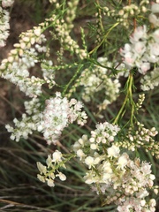 Polygonella americana