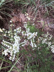 Polygonella americana