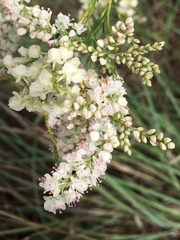 Polygonella americana
