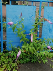 Buddleja davidii