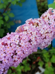 Buddleja davidii