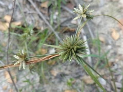 Cyperus lupulinus