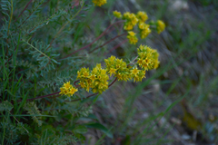Ivesia gordonii