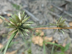 Cyperus lupulinus