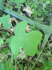 Liriodendron