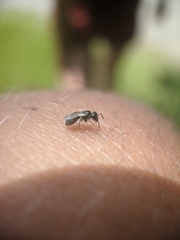 Lasioglossum imitatum