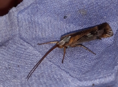 Limnephilus marmoratus