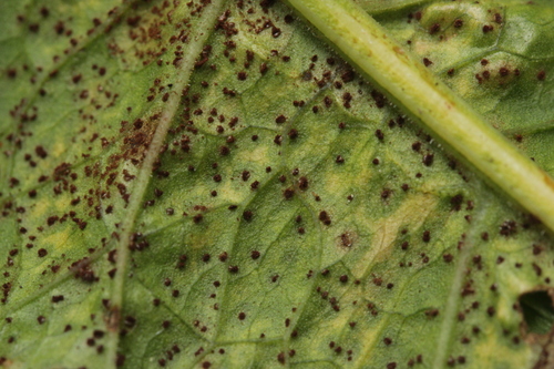 Uromyces rumicis