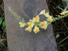Linaria vulgaris
