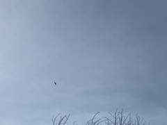 Ictinia mississippiensis