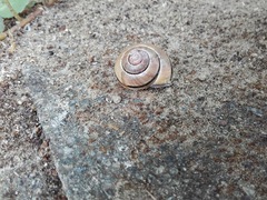 Cepaea nemoralis
