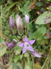 Gentianella aspera