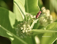 Tetraopes tetrophthalmus