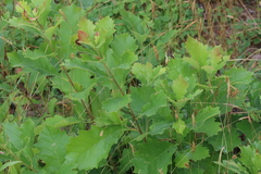 Quercus prinoides