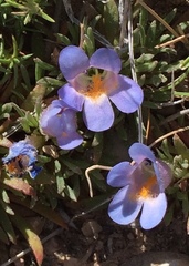 Penstemon acaulis