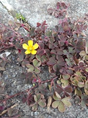 Oxalis corniculata